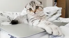 Zo leer je je kat af om op het aanrecht te springen: 5 effectieve manieren