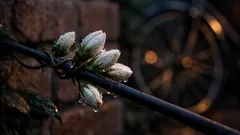 Jasmijn planten in Nederland: de beste tijd, plek en verzorging voor maanden geur