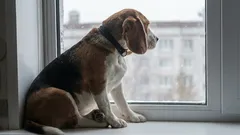 Kiest een hond één baasje voor het leven?