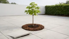 Welke esdoorn past in een kleine tuin zonder dat wortels je tegels opdrukken