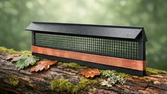 Hawaiiaanse kāhuli-boomslak terug in het wild na 33 jaar: zo werkt herintroductie