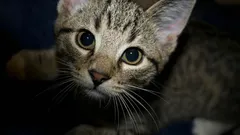 Weet jij wat je kat doet om jou en je huis te beschermen?