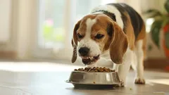 Wat betekent het als een hond gromt tijdens het eten, volgens experts?