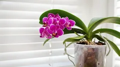 Een wonder voor orchideeën die al maanden niet bloeien: een eenvoudige manier om ze weer uitbundig te laten bloeien.
