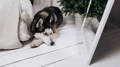 Weinig mensen weten dit: waarom honden zichzelf niet herkennen in de spiegel