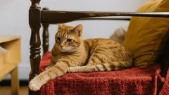 10 redenen waarom je een kat zou moeten nemen