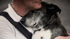 Zal een hond zijn baasje na jaren van afscheid nog herkennen?