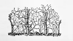 Het eerste dier dat je op de foto ziet, onthult de essentie van je persoonlijkheid