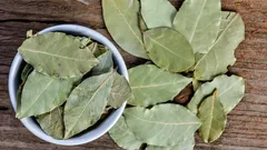 Waarom doen mensen een laurierblad in de pot van een kamerplant?