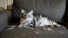 Zonder stofzuiger of pluizenroller: zo kom je in minder dan 5 minuten van kattenharen af