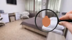 Hoe kom je van bedwantsen af: echt effectieve huismiddeltjes