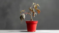 Eenvoudige huismethode om verwelkte planten weer op te peppen – 3 ingrediënten die je al in de keuken hebt