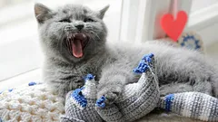 Waarom loopt je kat door het huis en miauwt hij: wat probeert hij je te vertellen?