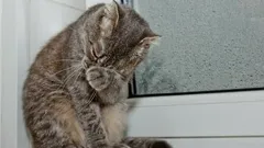 Huilen katten net als mensen? Wat hun tranende ogen echt betekenen