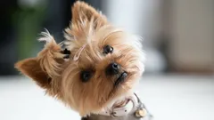 Waarom honden hun hoofd schuin houden als je praat, volgens trainers en wetenschappelijke inzichten