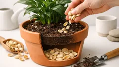 Gooi pistacheschelpen niet weg: 6 slimme toepassingen voor je planten