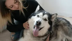 Waar en hoe kun je een hond het beste aaien, zodat hij er het meeste plezier van heeft?