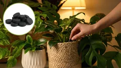 Breng elke bloem weer tot leven: goedkope plantenvoeding op basis van actieve kool