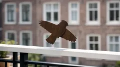 Zo werkt een houten roofvogelsilhouet tegen duiven op je balkon